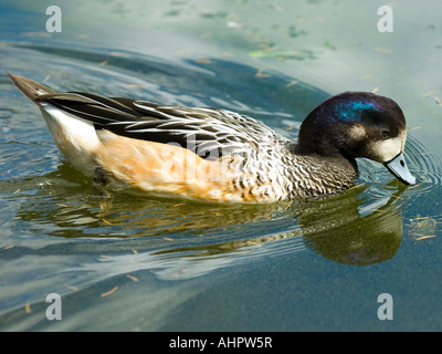 Ente auf dem Teich im Claremont Landschaft Gärten Esher Surrey England UK Stockfoto