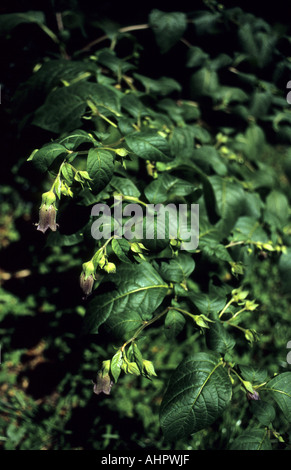Tollkirsche, Atropa Belladonna, Pflanze in Blüte Stockfoto