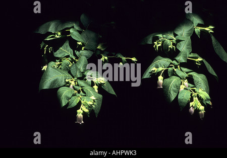 Tollkirsche, Atropa Belladonna, Pflanze in Blüte Stockfoto