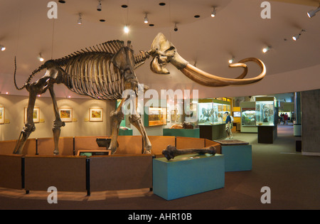 Kolumbianischen Mammut Skelett Ausstellung in George C Seite Museum in La Brea Tar Pits Los Angeles Kalifornien Stockfoto