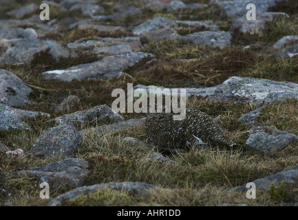 Wunderbar getarnten weibliche Schneehühner Lagopus Mutus in Sommer Gefieder in Cairngorm Mountains Schottland Stockfoto