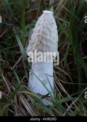 Stinkmorchel Phallus Impudicus Pilz wächst Gras nach braunen stinkenden Schlamm abgewaschen hat Stockfoto