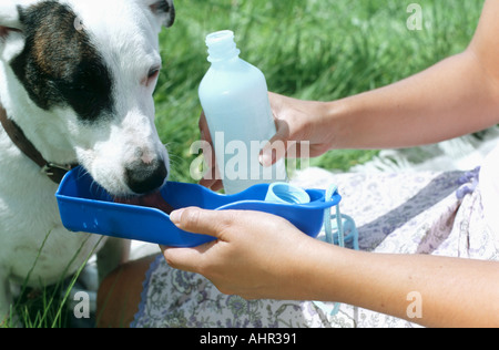 Hund Trinkwasser in der Sonne Stockfoto