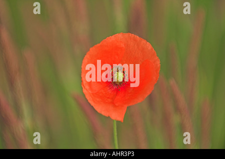 Mohn Papaver Rhoeas Blume mit Hoverfly Episyrphus Balteatus sitzen Sie Stockfoto