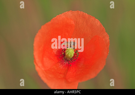 Mohn Papaver Rhoeas Blume mit Hoverfly Episyrphus Balteatus sitzen Sie Stockfoto