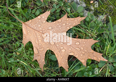 Eichenblatt mit Tau Wasser sinkt auf Rasen Stockfoto