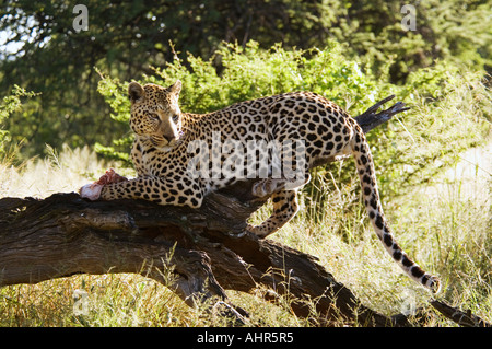 Leoparden Panthera Pardus Fütterung auf einen Kill Namibia Stockfoto