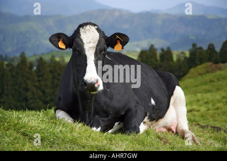 Holstein Kuh gerichteten Kamera Azoren Inseln Portugal Stockfoto