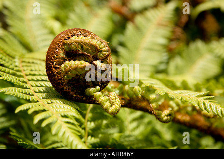 Eine silberne uncurling Farn Baum Wedel (Cyathea Dealbata), New Zealand Stockfoto