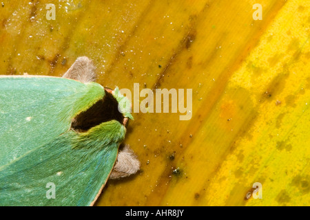 Eine grüne Motte ruht auf einem gelben Heliconia Blatt in den Regenwald von Monteverde Costa Rica. Stockfoto