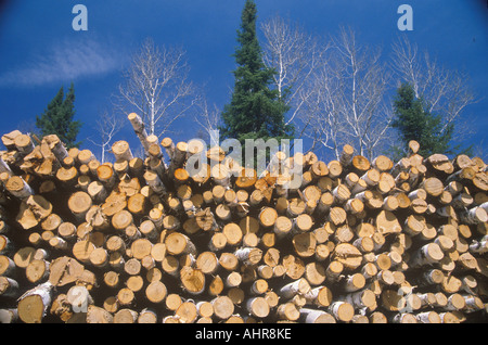 Vor kurzem geschnitten Sie Protokolle wartet auf Verarbeitung in Wisconsin Mühle Stockfoto