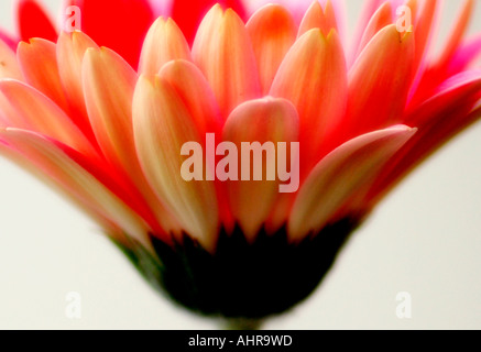 Rosa Gerbera hautnah Stockfoto