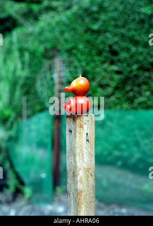 TOMATEN-MANN SITZT AUF POST IM GARTEN GESUNDHEIT UND FIT FÜR DAS ESSEN Stockfoto
