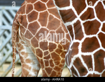 Giraffe abstrakt Stockfoto