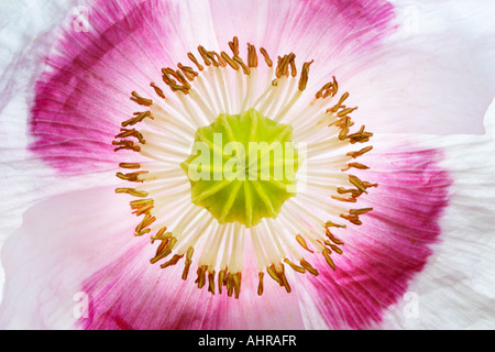 Mohn-Nahaufnahme Stockfoto