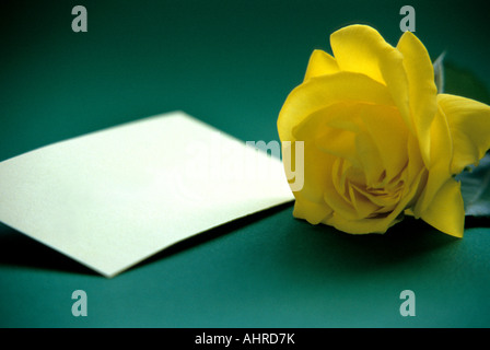 leere Notiz und gelbe Rose vor grünem Hintergrund Stockfoto