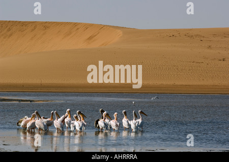 Große weiße Pelikane Pelecanus Onocrotalus, Walvis Bay, Namibia Stockfoto