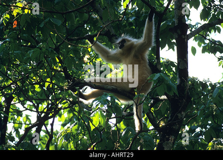 Golden Langur Affe Presbytis geei Manas Wildschutzgebiet Bhutan Seite Assam Indien Indische Tierwelt Gees goldene Sprache Trachypithecus geei Stockfoto