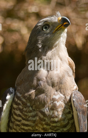 Südlichen gebändert Schlange Adler (Circaetus Fasciolatus) Stockfoto