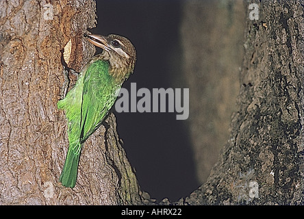 SNA72000 kleine grüne Barbet Megalima Viridis Bangalore Indien Stockfoto