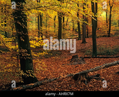 Native Buche Fagus sylvatica Bäume mit Herbstlaub im November bei Alice holt Forest Park Wald. Bentley Hampshire England Großbritannien Großbritannien Stockfoto