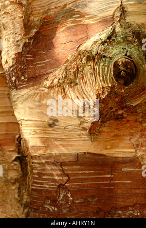 Betula Papyrifera Papier-Birke oder Kanu-Birke in Kanada und den USA nennt man Stockfoto