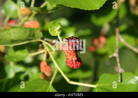 Maulbeerbaum (Morus) hautnah. Stockfoto