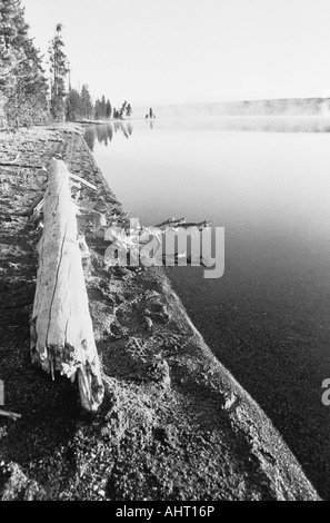 Yellowstone-Nationalpark, Wyoming, USA. Ein Protokoll auf der Shoshone nebligen Seeufer in den frühen Morgenstunden. Stockfoto