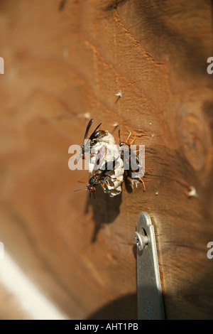 Hornissen bewachen Nest auf Sperrholz Stockfoto