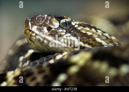 Klapperschlange KLAPPERSCHLANGE Klapperschlange CROTALUS DURISSUS Stockfoto