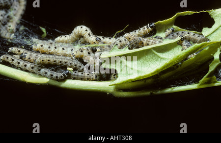 Die braun-angebundene Motte Raupe Euproctis Chrysorrhoea Raupen ernähren sich von wilden Liguster Norfolk UK Stockfoto