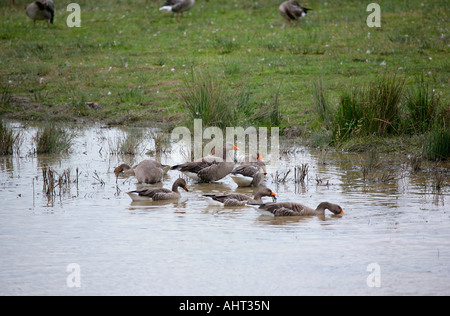 Klein flog der Graugänse, die Überwinterung bei Pulborough Brooks, West Sussex. Stockfoto