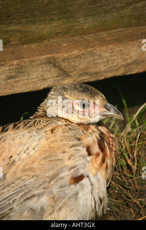 Young-Fasan Küken in Aufzucht Stift. Stockfoto