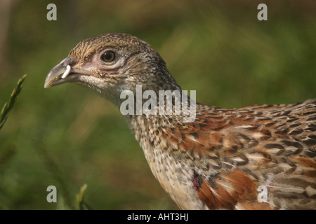 Young-Fasan Küken in Aufzucht Stift mit Kunststoff anti-Bit im Schnabel picken. Stockfoto