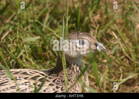 Young-Fasan Küken in Aufzucht Stift mit Kunststoff anti-Bit im Schnabel picken. Stockfoto