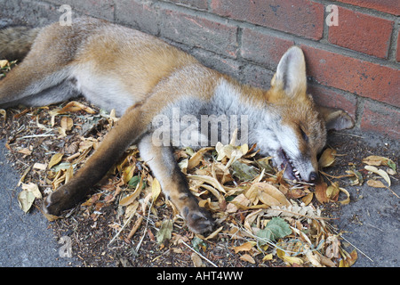 Tot s Fuchs. Chislehurst, Kent, England, UK Stockfoto