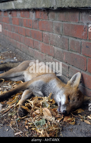 Tot s Fuchs. Chislehurst, Kent, England, UK Stockfoto