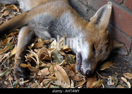 Tot s Fuchs. Chislehurst, Kent, England, UK Stockfoto