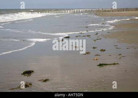 Seegras angeschwemmt auf einem Strand, Haamstede, Seeland, Niederlande Stockfoto