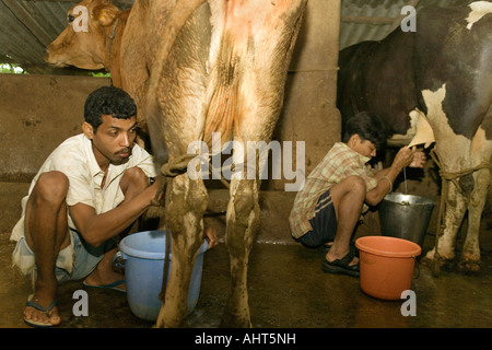 Molkerei Arbeitsmigranten Hand - Kühe melken in einem kleinen Maßstab Privatbesitz Milchviehbetrieb. Goa Indien Stockfoto