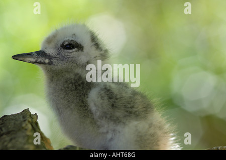 Fee oder weiße Seeschwalbe Baby, Cousin Island Stockfoto