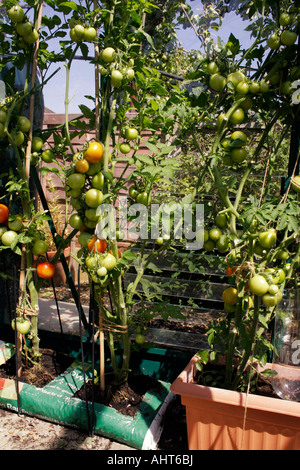 Gartenbau. Tomate moneymaker.. lycopersicon lycopersicum. wachsen in einem growbag Stockfoto