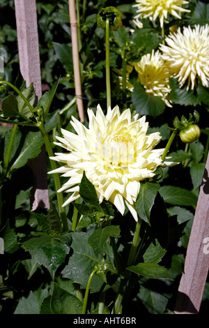 Gartenbau. dahlie Ruskin Sonnenschein. asteraceae. compositae. Stockfoto