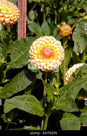 Gartenbau. dahlie Blyton weicher Glanz. asteraceae. compositae. Stockfoto