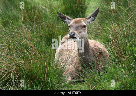 Rotwild - Cervus Elaphus - an der Highland Wildlife Park Kincraig, Kingussies, Invernesshire, Highlands von Schottland, Großbritannien. Stockfoto