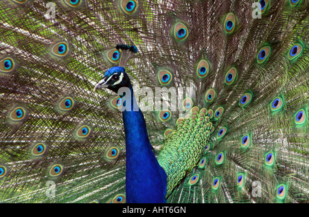 Pfau in Vollanzeige Stockfoto