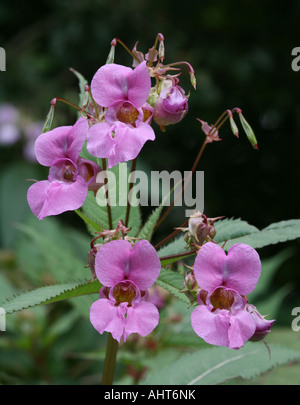 Himalaya oder indische Balsam - Impatiens Glandulifera (balsaminaceae) wild wachsenden am Flussufer im Norden Englands. Keine nativen invasive Arten. Stockfoto