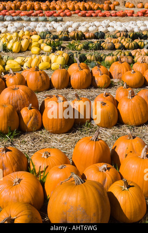 Reihen von einschließlich orange grün gelb rot-weiße Kürbisse zum Verkauf an einem Kürbis Bauernhof für Halloween Kürbisse Stockfoto