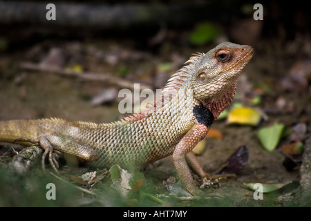 Close Up der ein grüner Leguan genommen in Oman, Naher Osten Stockfoto