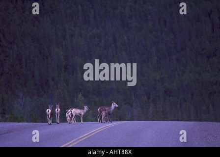 Stein-Schaf (Ovis Dalli Stonei) auch bekannt als Thinhorn Schafe am Alaska Highway im nördlichen British Columbia Kanada Stockfoto